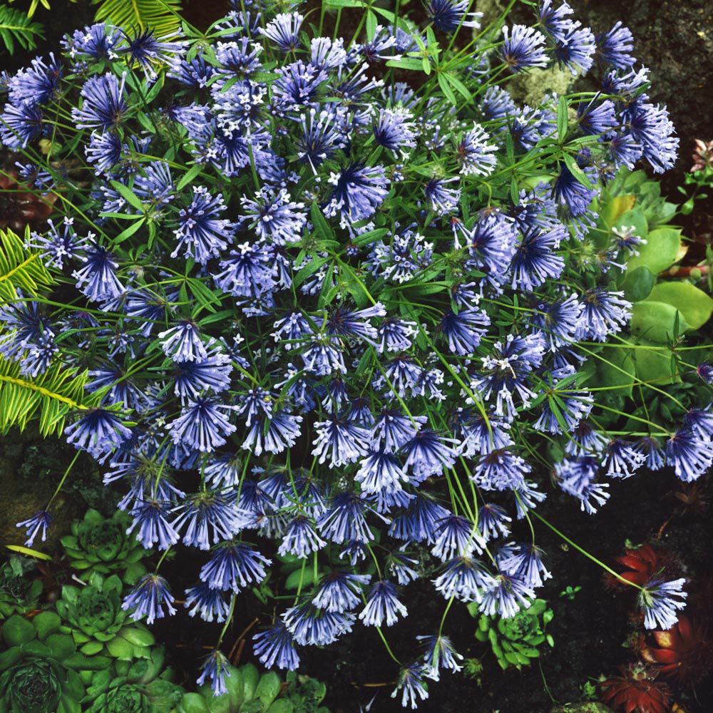 Asperula ( Blue Woodruff ) Seed