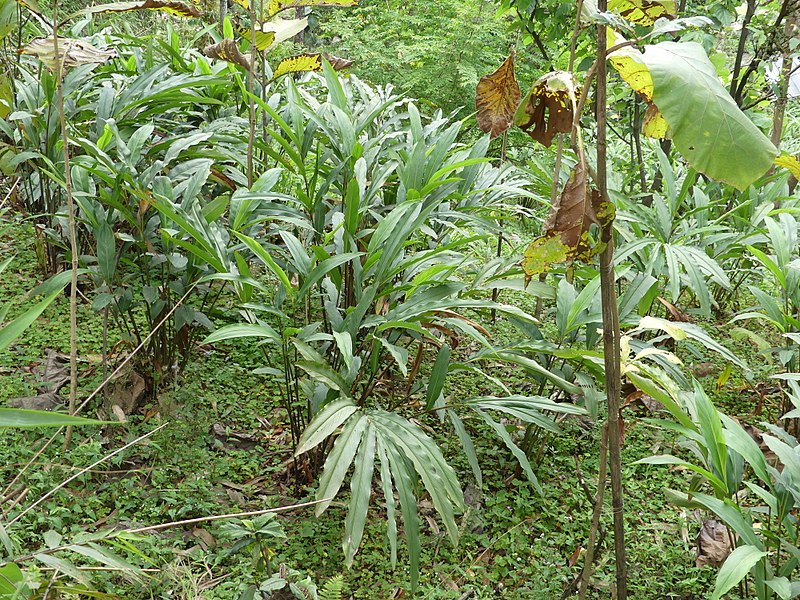 Black Cardamon Seeds