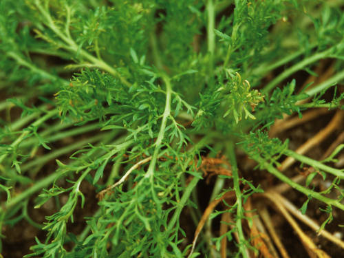 Black Maca Seeds