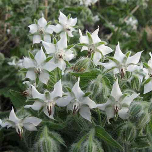 Borage Seeds