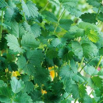 Burnet Seeds