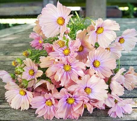 Cosmos bipinnatus Apricotta