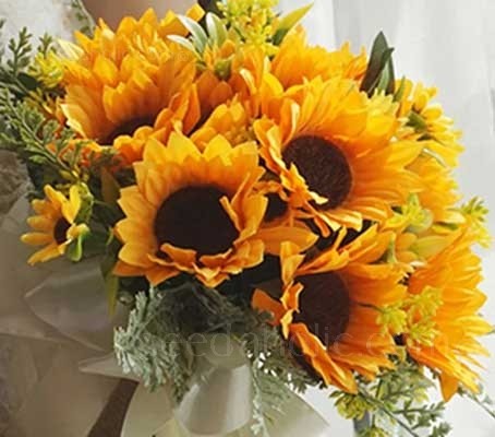 Helianthus annuus Holiday