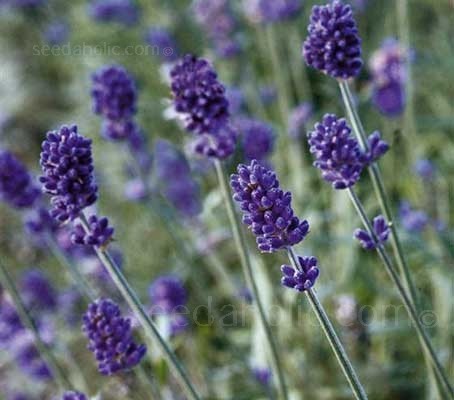 Lavandula angustifolia ‘Vicenza Blue’