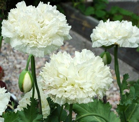 Papaver paeoniflorum Double Cream