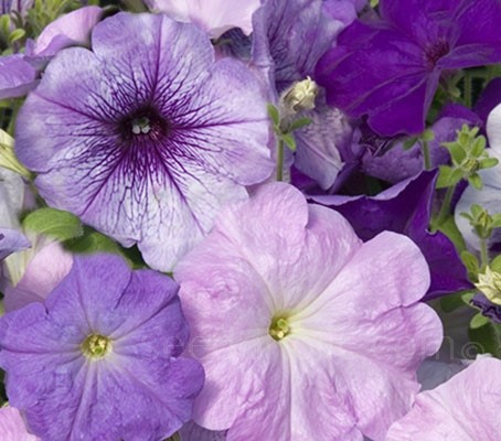 Petunia x hybrida F1 Celebrity Niagara Mix