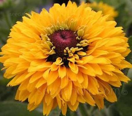 Rudbeckia hirta Maya