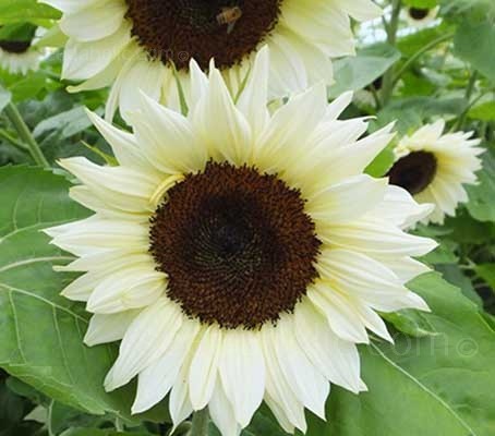 Helianthus annuus Pro Cut White Nite