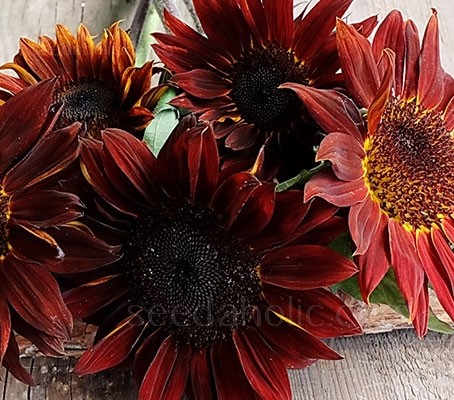 Helianthus annuus Ruby F1