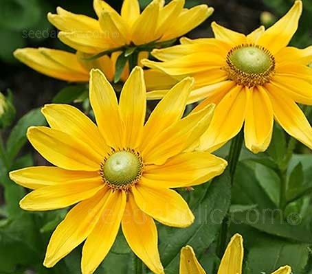 Rudbeckia hirta Irish Eyes