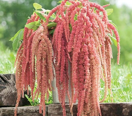Amaranthus caudatus Coral Fountain