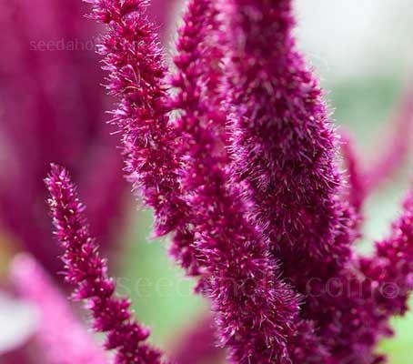 Amaranthus cruentus Velvet Curtains
