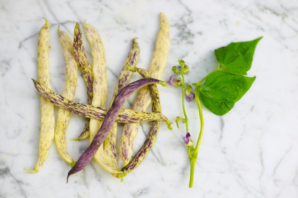 Dragon Tongue Bush Bean