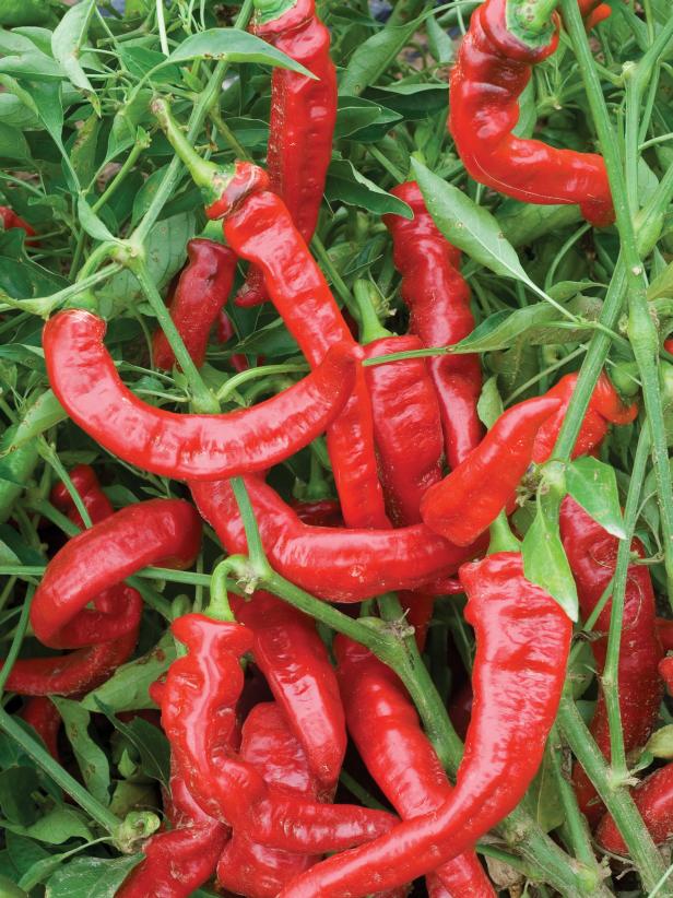 Jimmy Nardello Sweet Pepper