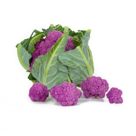 Lavender RZ F1 (26-972)