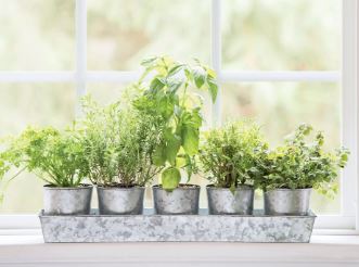 Galvanized Herb Planters with Rectangular Tray