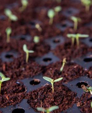 Coco Coir Seed Starting Discs and Tray