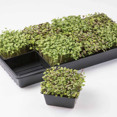5x5 Inserts – 5 Count Microgreens Accessory