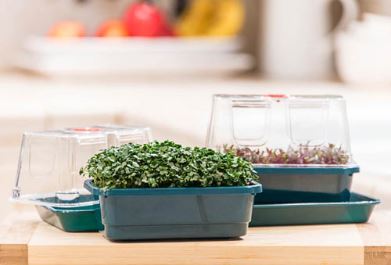 Microgreen Growing Kit