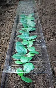 GrowAway 26 Seedling Protector - Pest & Weather Protection