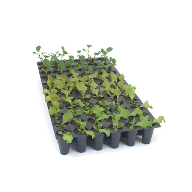 Pro-Tray 72 Cell Flats – 100 Count