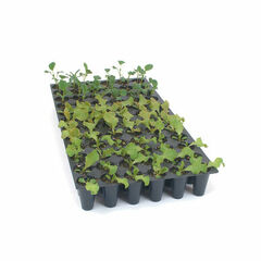 Pro-Tray 72 Cell Flats – 100 Count