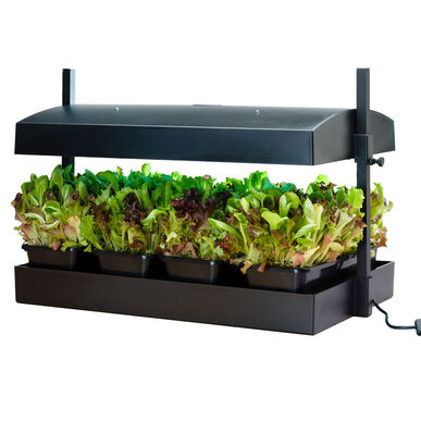 Growlight Garden