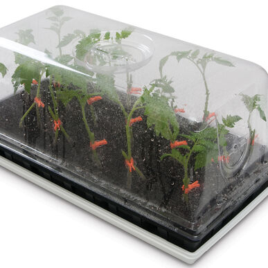 Side-Grafting Starter Kit