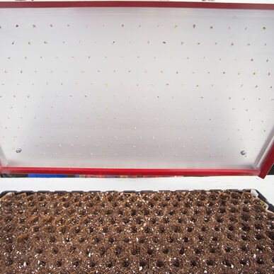 Seed Plate C264 Paperpot Vacuum Seeder Accessory