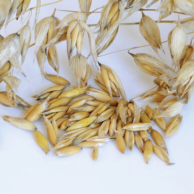 Oats (Common) Organic Cover Crop Seed