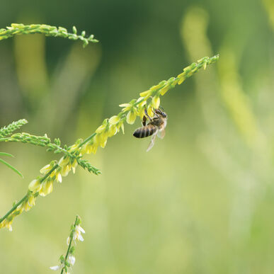 Sweet Clover Organic Cover Crop Seed
