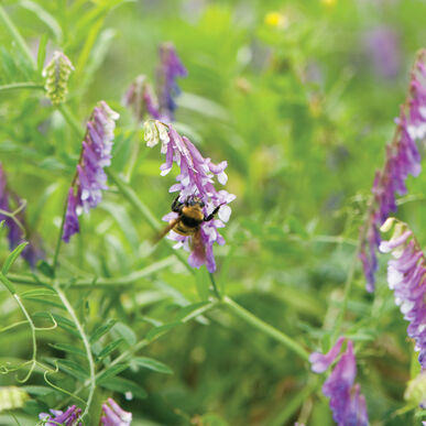 Hairy Vetch Organic Cover Crop Seed