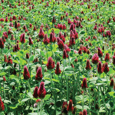 Crimson Clover Organic Cover Crop Seed