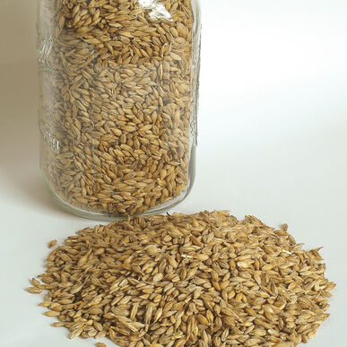Barley (Quest) Organic Cover Crop Seed