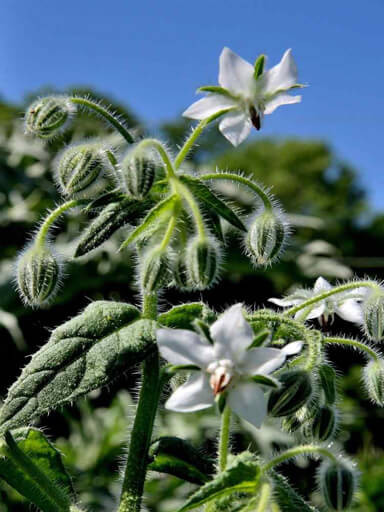 Bianca White Borage Seeds