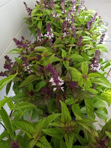 Cinnamon Bouquet Basil Seeds