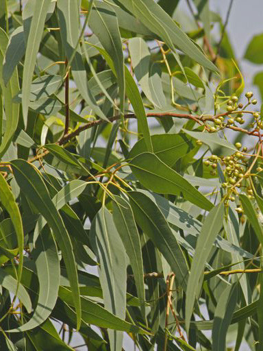 Lemon Bush Seeds