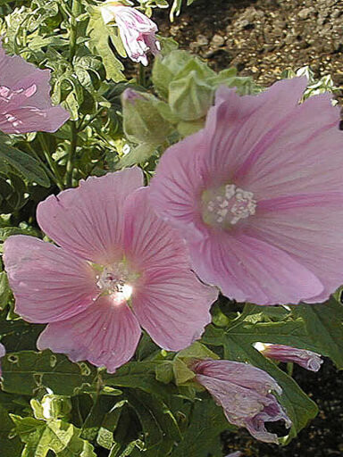 Hollyhowk Mallow