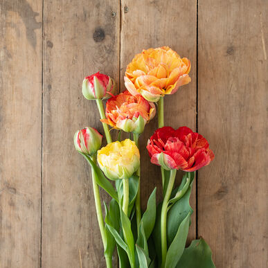 Gudoshnik Double Tulip Bulb