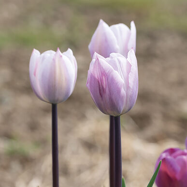 Silver Cloud Tulip Bulb