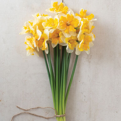 Orangery Narcissus Bulb