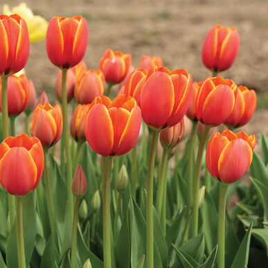 Worlds Favorite Tulip Bulb