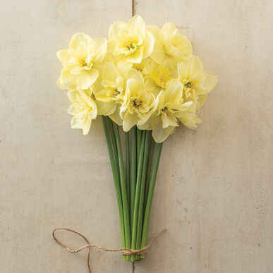 Dancing Moonlight Narcissus Bulb