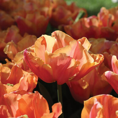 Astronaut Andre Kuipers Tulip Bulb