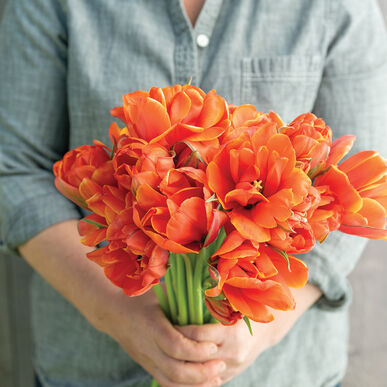 Queensday Tulip Bulb