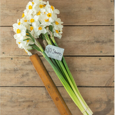 Geranium Narcissus Bulb