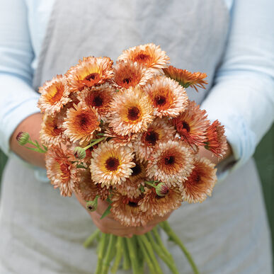 Orange Flash Calendula Seed