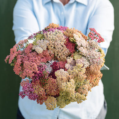 Summer Pastels Yarrow Seed
