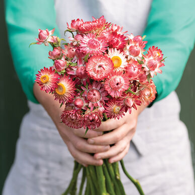 King Size Raspberry Rose Strawflower Seed
