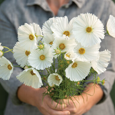 Cupcakes White Cosmos Seed